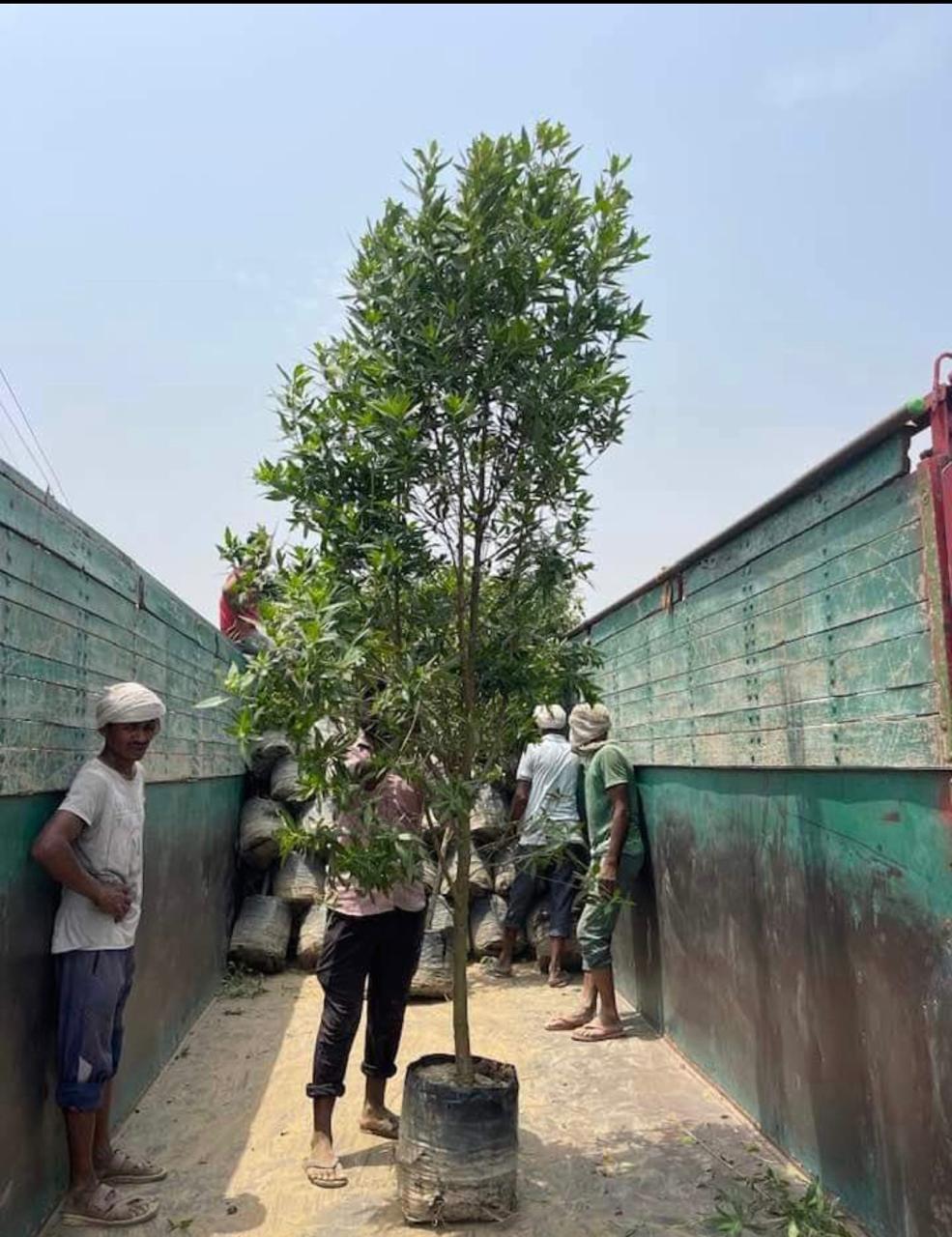 Big tree plants by Total Green Solutions — photo 2